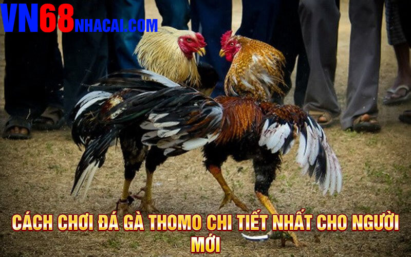 Cách Chơi Đá Gà Thomo Chi Tiết Nhất Cho Người Mới