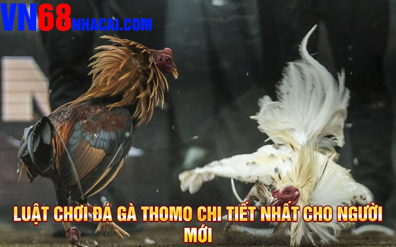 Luật Chơi Đá Gà Thomo Chi Tiết Nhất Cho Người Mới