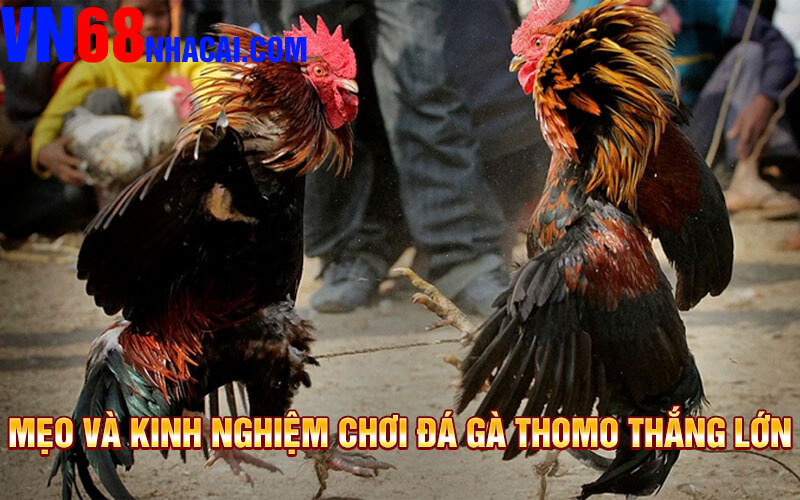 Mẹo Và Kinh Nghiệm Chơi Đá Gà Thomo Thắng Lớn